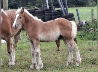 Rheinisch-Deutsches Kaltblut, Hengst, 1 Jahr, Fuchs