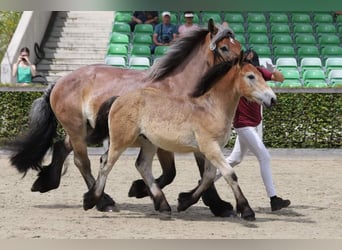 Rheinisch-Deutsches Kaltblut, Hengst, 1 Jahr, Kann Schimmel werden