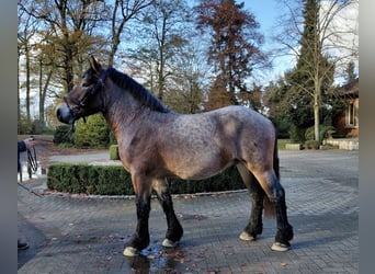 Rheinisch-Deutsches Kaltblut, Hengst, 2 Jahre, 162 cm, Braunfalbschimmel