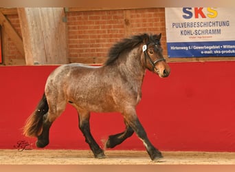 Rheinisch-Deutsches Kaltblut, Hengst, 2 Jahre, 164 cm, Brauner