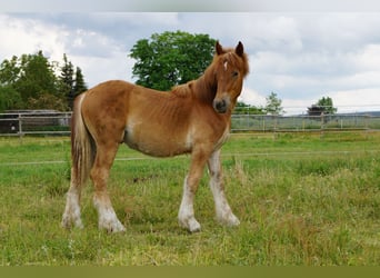 Rheinisch-Deutsches Kaltblut, Hengst, 2 Jahre, Fuchs