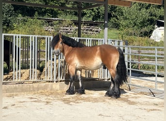 Rheinisch-Deutsches Kaltblut, Hengst, 3 Jahre, Brauner