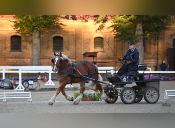 Rheinisch-Deutsches Kaltblut, Hengst, 4 Jahre, 165 cm, Fuchs