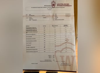 Rheinisch-Deutsches Kaltblut, Hengst, 5 Jahre, 165 cm