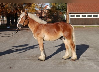 Rheinisch-Deutsches Kaltblut, Hengst, 6 Jahre, 165 cm, Fuchs