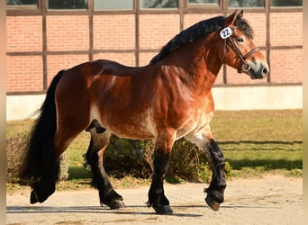 Rheinisch-Deutsches Kaltblut, Hengst, 5 Jahre, 166 cm, Brauner