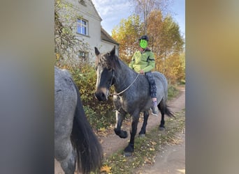 Rheinisch-Deutsches Kaltblut Mix, Stute, 12 Jahre, 155 cm, Roan-Blue