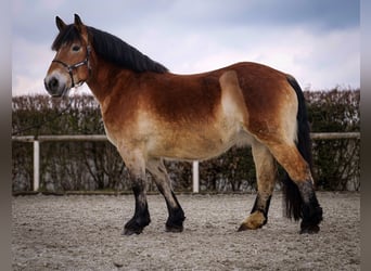 Rheinisch-Deutsches Kaltblut, Stute, 13 Jahre, 160 cm, Brauner