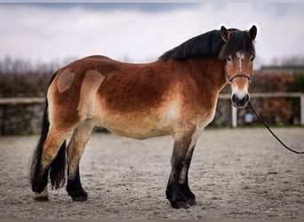 Rheinisch-Deutsches Kaltblut, Stute, 13 Jahre, 160 cm, Brauner