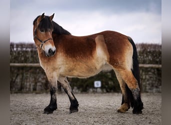 Rheinisch-Deutsches Kaltblut, Stute, 13 Jahre, 160 cm, Brauner