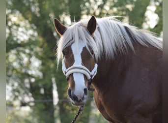 Rheinisch-Deutsches Kaltblut, Stute, 14 Jahre, 165 cm, Fuchs