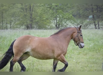 Rheinisch-Deutsches Kaltblut Mix, Stute, 17 Jahre, 146 cm, Brauner