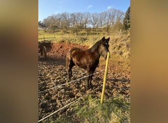 Rheinisch-Deutsches Kaltblut, Stute, 1 Jahr, 165 cm, Rappe