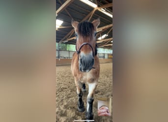 Rheinisch-Deutsches Kaltblut, Stute, 22 Jahre, 170 cm