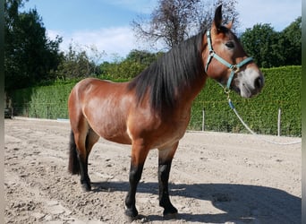 Rheinisch-Deutsches Kaltblut, Stute, 3 Jahre, 155 cm, Brauner