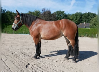 Rheinisch-Deutsches Kaltblut, Stute, 3 Jahre, 155 cm, Brauner