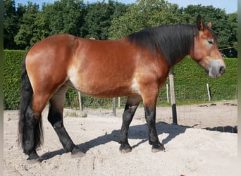 Rheinisch-Deutsches Kaltblut, Stute, 3 Jahre, 155 cm, Brauner