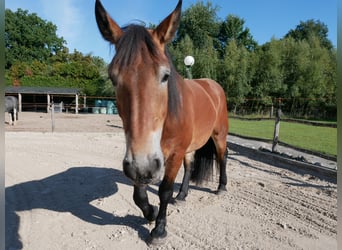 Rheinisch-Deutsches Kaltblut, Stute, 3 Jahre, 155 cm, Brauner