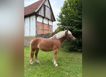 Rheinisch-Deutsches Kaltblut, Stute, 3 Jahre, 160 cm, Fuchs