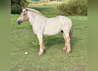Rheinisch-Deutsches Kaltblut, Stute, 5 Jahre, 174 cm, Rotschimmel