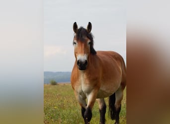 Rheinisch-Deutsches Kaltblut, Stute, 6 Jahre, 163 cm, Hellbrauner