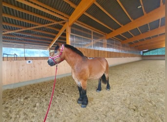 Rheinisch-Deutsches Kaltblut, Stute, 9 Jahre, 172 cm, Brauner
