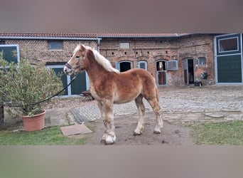 Rheinisch-Deutsches Kaltblut, Wallach, 1 Jahr, 165 cm, Fuchs