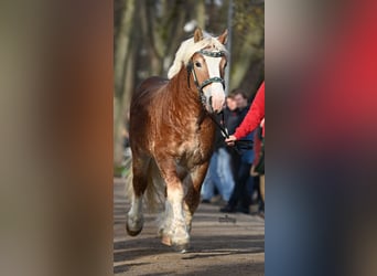 Rheinisch-Deutsches Kaltblut, Wallach, 3 Jahre, 163 cm, Fuchs