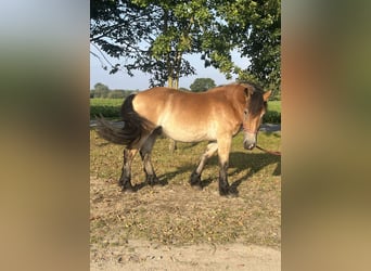 Rheinisch-Deutsches Kaltblut, Wallach, 3 Jahre, 165 cm, Brauner