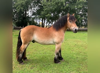 Rheinisch-Deutsches Kaltblut, Wallach, 4 Jahre, 163 cm, Brauner