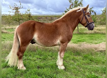 Rheinisch-Deutsches Kaltblut, Wallach, 4 Jahre, 163 cm, Fuchs