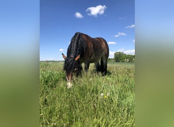 Rheinisch-Deutsches Kaltblut, Wallach, 5 Jahre, 160 cm