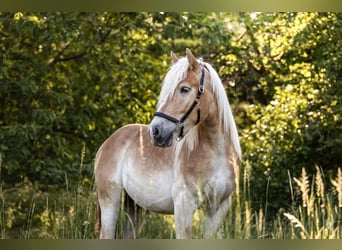 Rheinisch-Deutsches Kaltblut, Wallach, 5 Jahre, 164 cm, Palomino