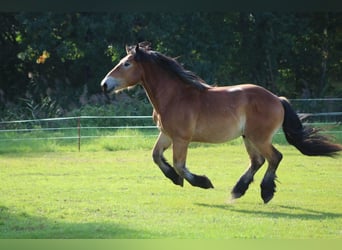 Rheinisch-Deutsches Kaltblut, Wallach, 5 Jahre, 172 cm, Hellbrauner