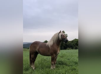 Rheinisch-Deutsches Kaltblut, Wallach, 6 Jahre, 160 cm, Brauner