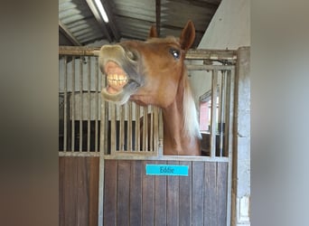 Rheinisch-Deutsches Kaltblut, Wallach, 6 Jahre, 178 cm, Fuchs