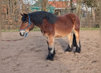 Rheinisch-Deutsches Kaltblut, Wallach, 7 Jahre, 160 cm, Brauner