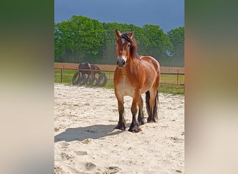Rheinisch-Deutsches Kaltblut, Wallach, 8 Jahre, 165 cm, Fuchs