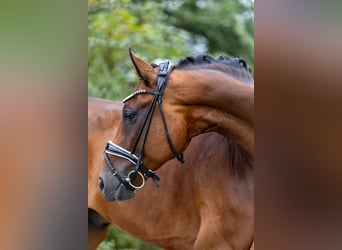 Rheinländer, Castrone, 10 Anni, 172 cm, Baio
