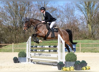 Rheinländer, Castrone, 11 Anni, 168 cm, Baio