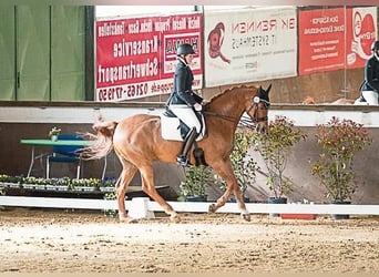 Rheinländer, Castrone, 11 Anni, 172 cm, Sauro