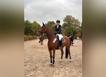 Rheinländer, Castrone, 11 Anni, 175 cm, Baio