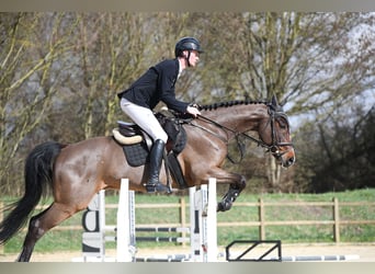Rheinländer, Castrone, 11 Anni, Baio
