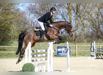 Rheinländer, Castrone, 11 Anni, Baio