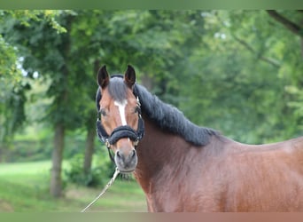 Rheinländer, Castrone, 12 Anni, 168 cm, Baio