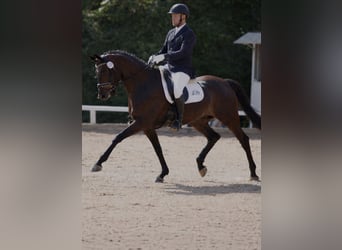 Rheinländer, Castrone, 12 Anni, 170 cm, Baio scuro