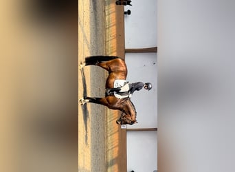 Rheinländer, Castrone, 12 Anni, 174 cm, Baio scuro