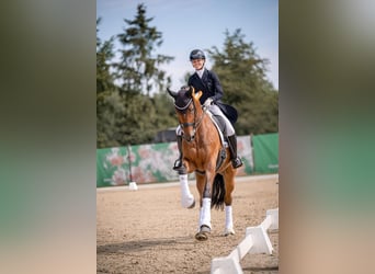 Rheinländer, Castrone, 12 Anni, 175 cm, Baio