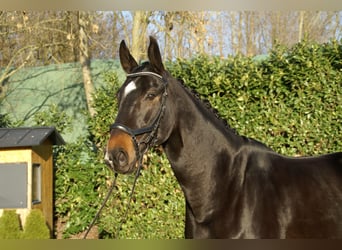 Rheinländer, Castrone, 12 Anni, 175 cm, Baio nero