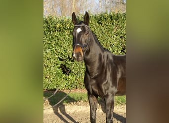 Rheinländer, Castrone, 12 Anni, 175 cm, Baio nero